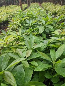 House for sale in Kabeza